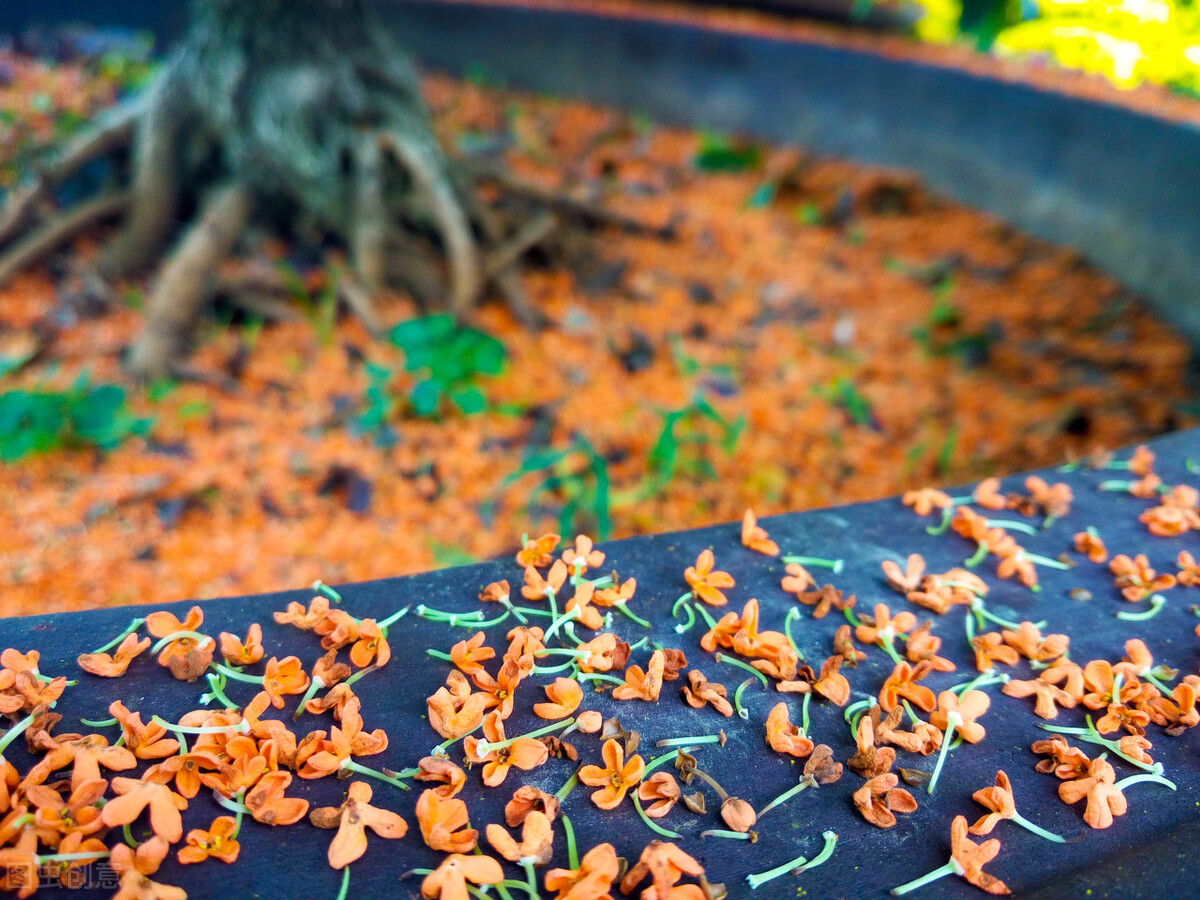 院子里有一片空地适合种什么,院子里有块空地种什么菜