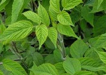 三七根腐病的发病原因,三七根腐病症状有哪些