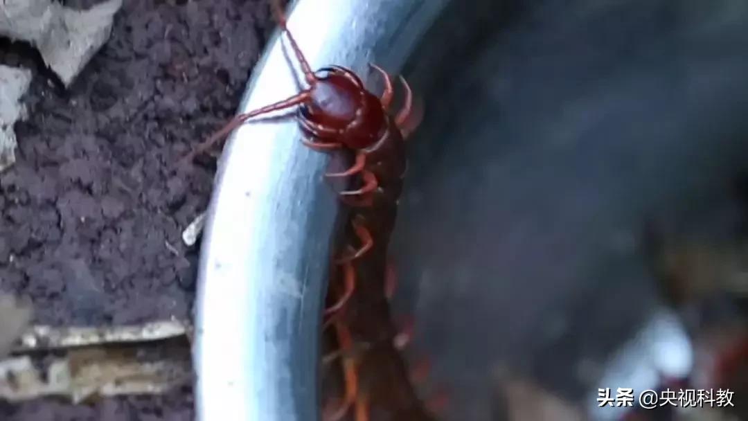 揭秘出没滇南的巨型“红龙”