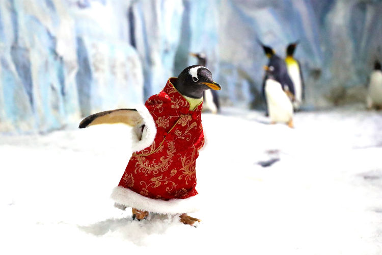 鼠不尽的鲸喜年味，青岛极地春节特惠低至9块9