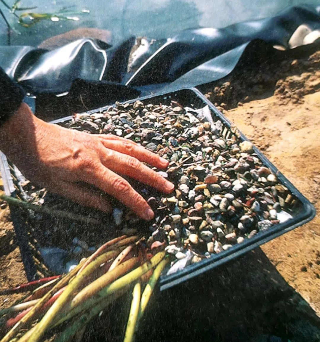 池塘种植水生植物技巧,1.5米深水池塘里睡莲的种植方法