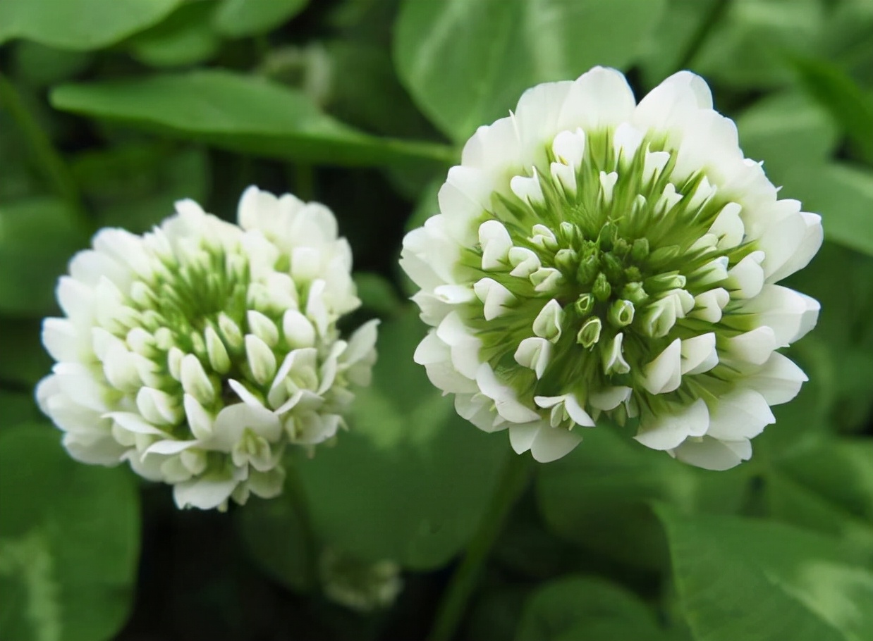 花卉绿植种植大全,温室常见的花卉