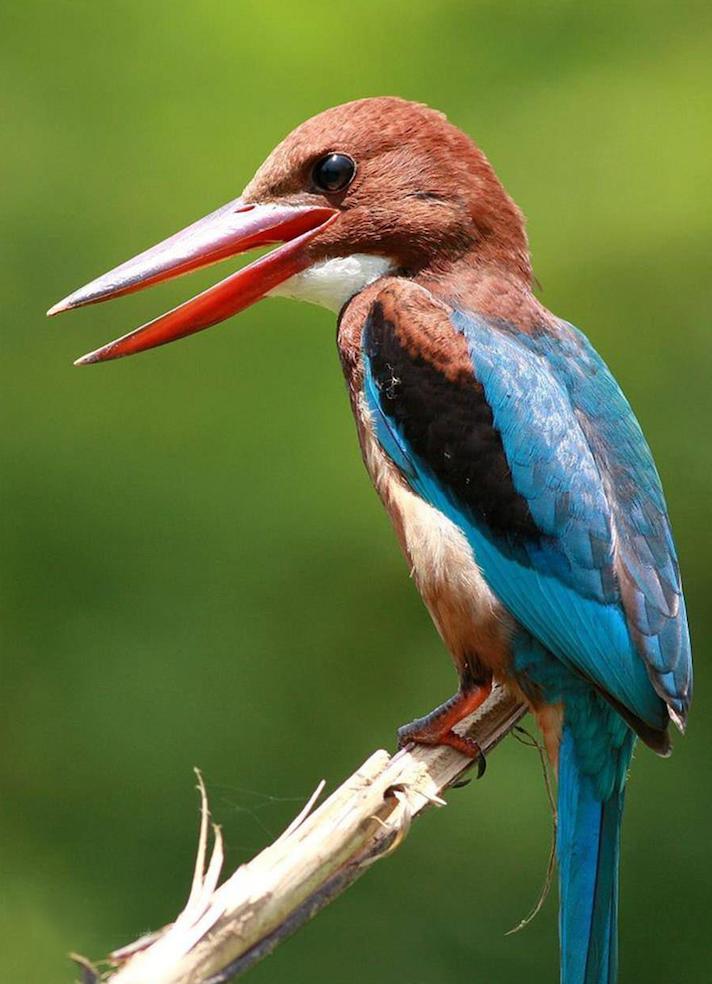 翡翠名字来历介绍,翡翠的来历