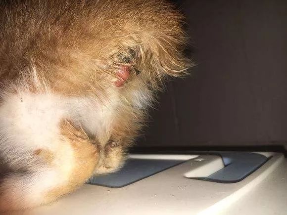 猫咪菊花外露，难道是用力过猛？