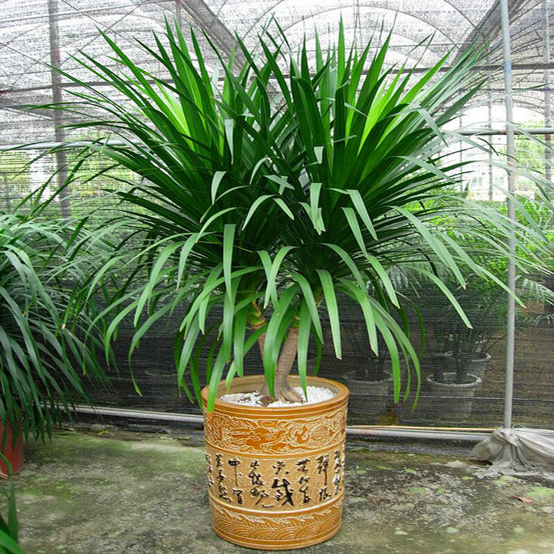 常见的五种最丑的花,最好养的丑花排名