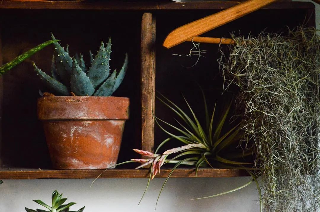 金盆洗手吧，植物杀手们