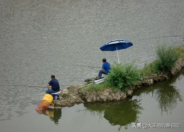 被称“孝鱼”，却是“虎毒食子”！分享4招，擒获水中霸主