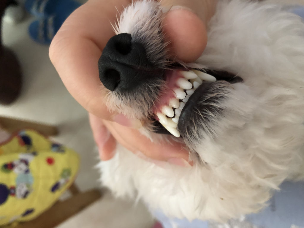 比熊犬喜欢咬主人手怎么办,比熊犬为什么爱咬人