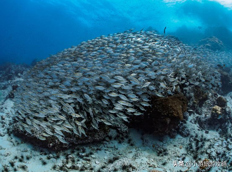 潜水小白必看,潜水圣地三天旅游攻略