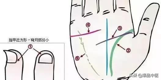 手诊图大全清晰图手背,全息手诊图