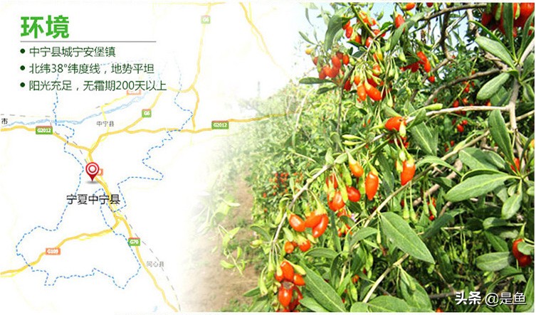 正宗中宁枸杞500g价格多少钱,正宗的中宁枸杞是什么样子