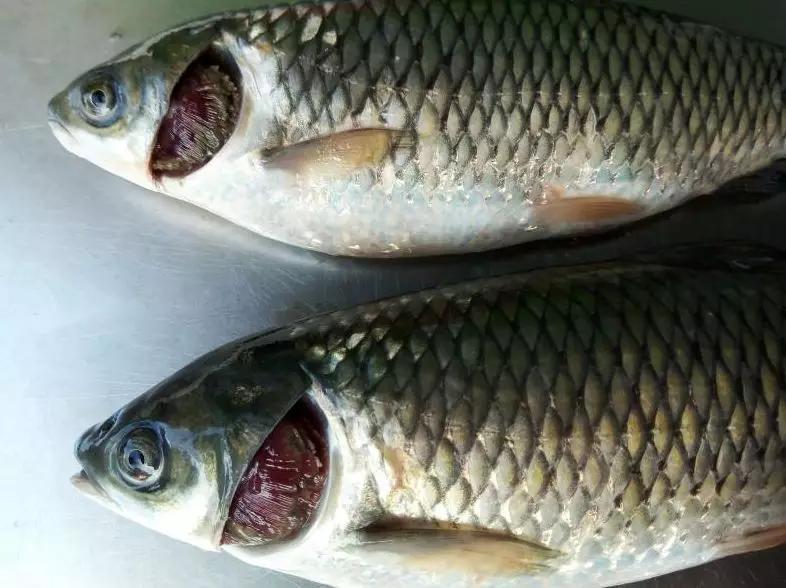 一线渔医良心分享！这份《江高区域全年病害防控指南》请收好