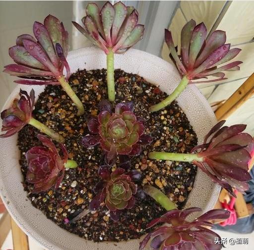 新买的黑法师上盆要不要浇水,黑腐的法师多久能重新上盆