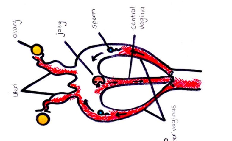 袋鼠的生殖特点是什么科普,袋鼠生殖特点科普短文