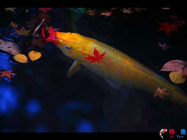 富贵锦鲤鱼黄金,富贵锦鲤鱼核雕