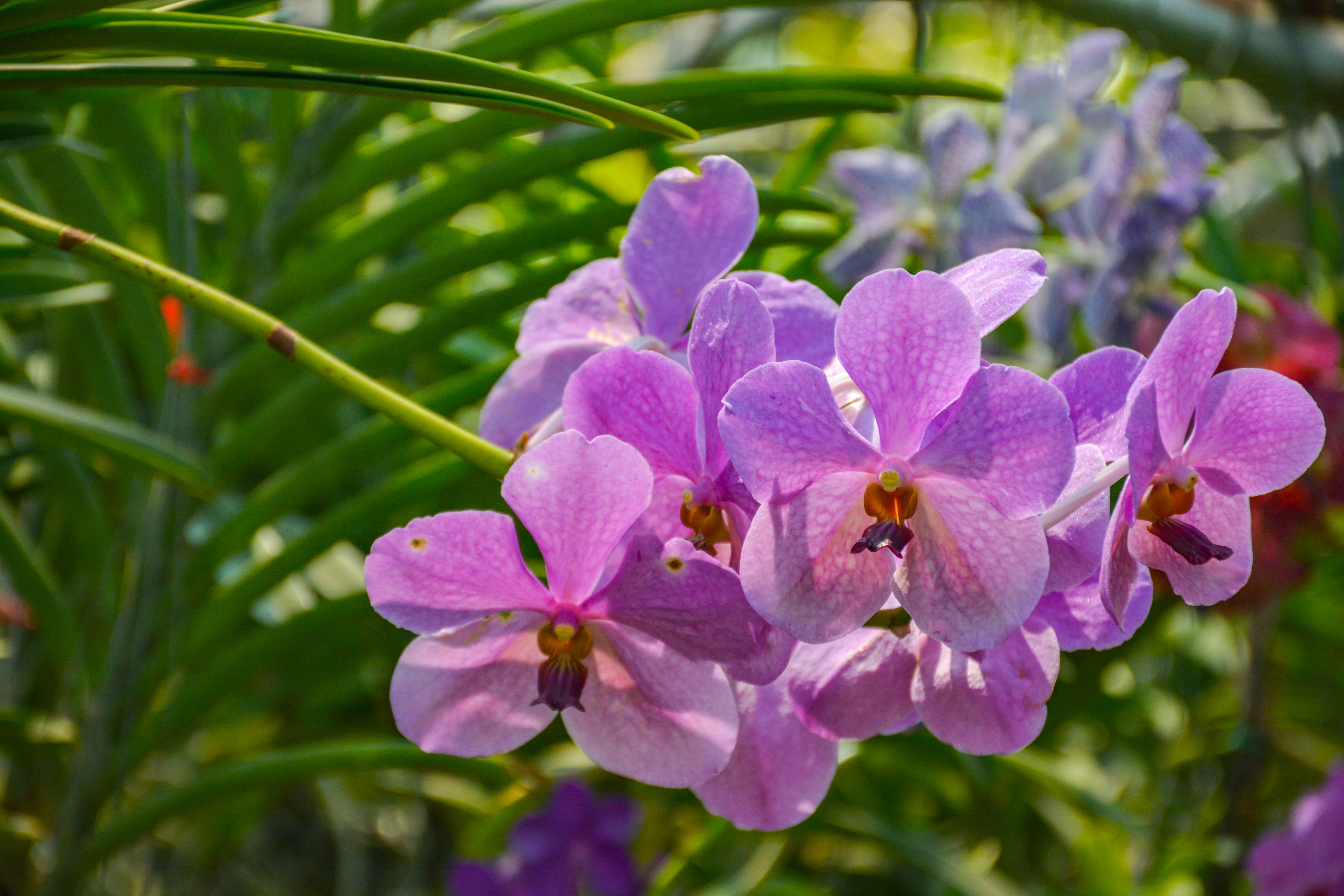 好看又好养的兰花有哪些,最好的十种兰花