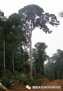 沙比利是什么树木,沙比利树木