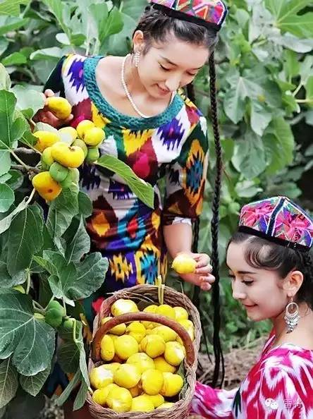 无花果冷棚最便宜的建造方法,冷棚无花果种植技术和管理