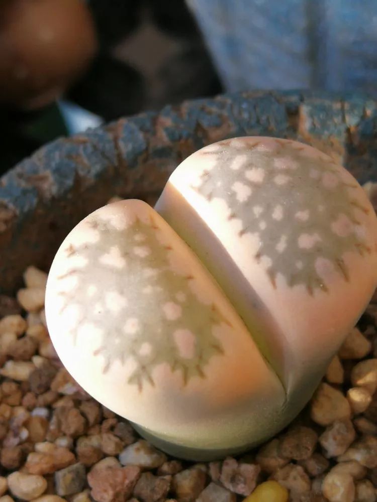 一杯清茶一道暖阳,一杯清茶温暖的时光