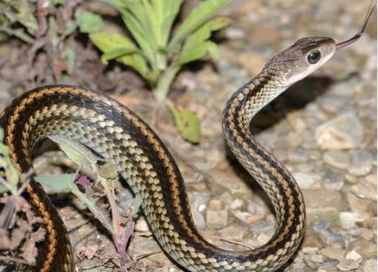 哪些野生动物不能吃对身体有害,几种野生动物有病毒不能吃