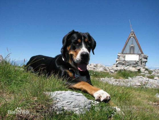 性格温顺的大型犬品种,宠物狗大型犬都有哪些品种