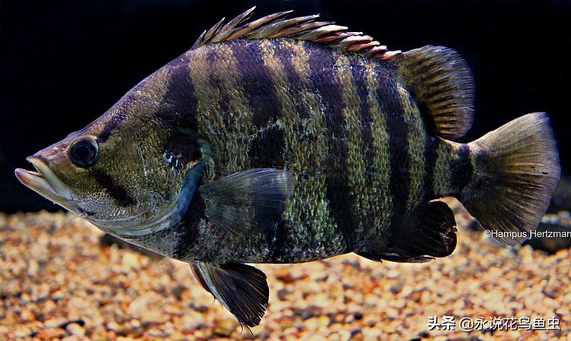 稀有虎鱼孟加拉银虎鱼,虎鱼的种类,科普孟加拉银虎