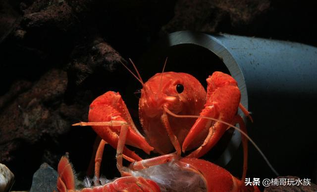 养观赏虾的正确方法和注意事项,适合新手饲养的观赏虾