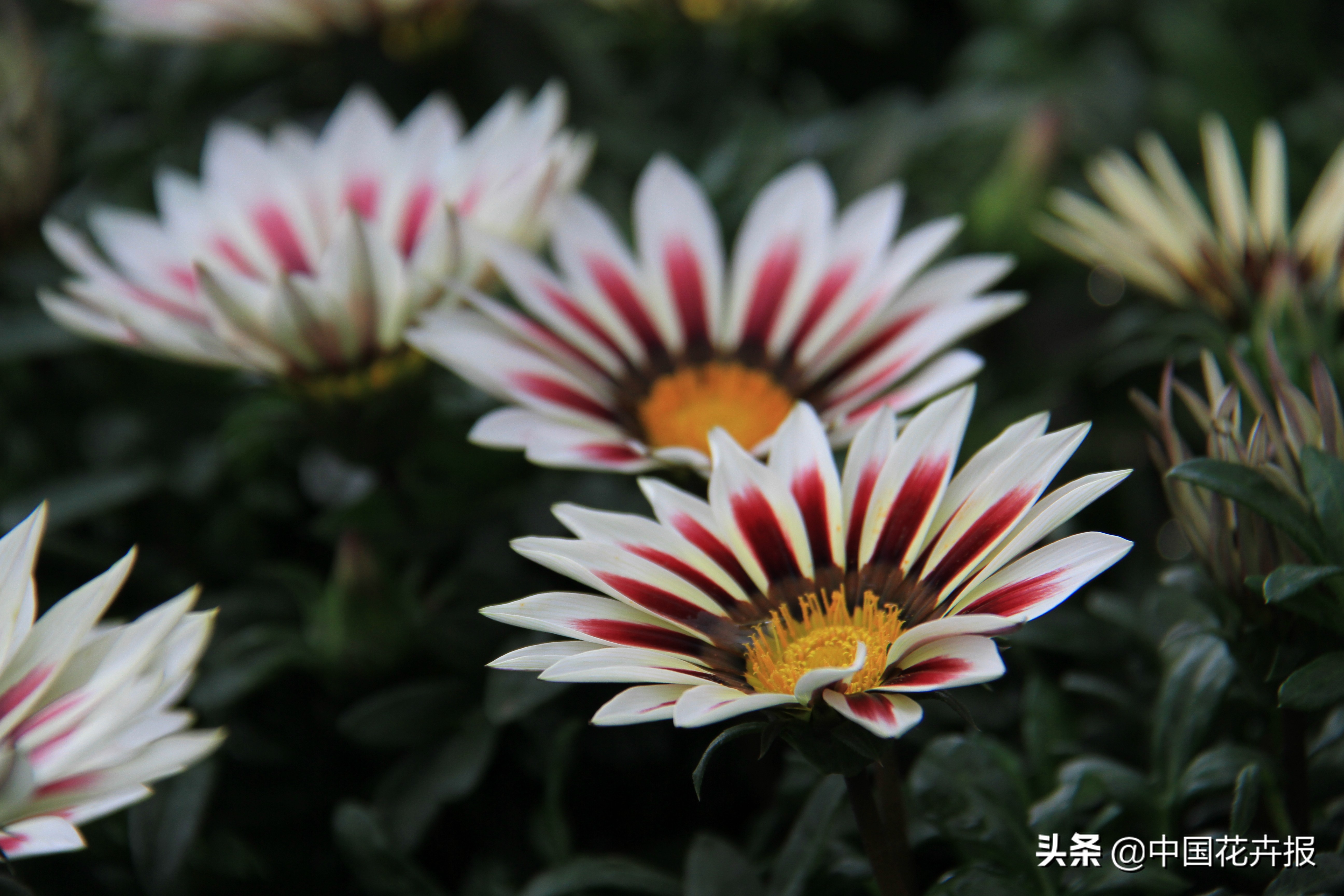 花园必备植物大全,花园常用植物科普