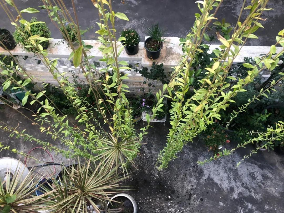 花园庭院设计花卉园艺,花园搭配的草类植物