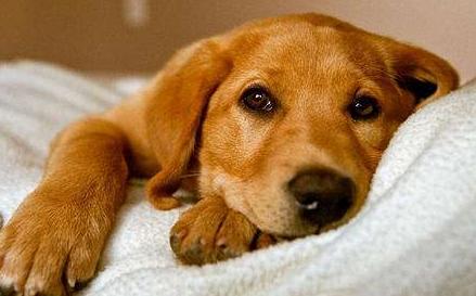 家里养的狗特别蠢怎么办,小土狗一直咬主人的手怎么解决