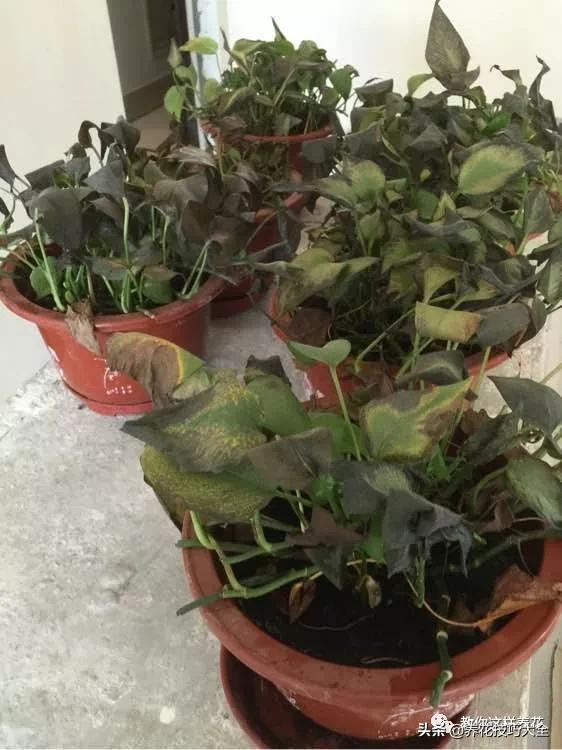 绿萝铜钱草家庭养殖,绿萝发财树黄叶子怎么办呢