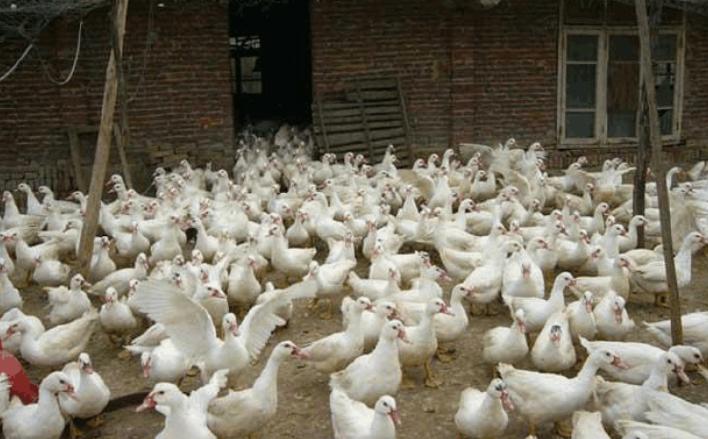 如何养殖好蛋鸭,养蛋鸭全面知识