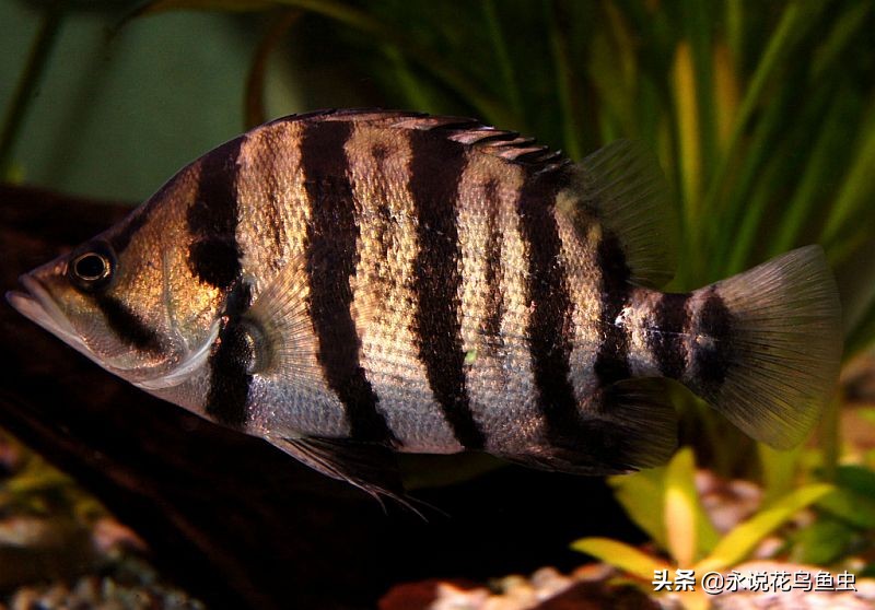 孟加拉银虎鱼和苏虎鱼有什么区别,印度虎鱼品种大全