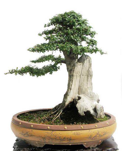 白蜡盆景好养活吗,白蜡盆景的养法和管理