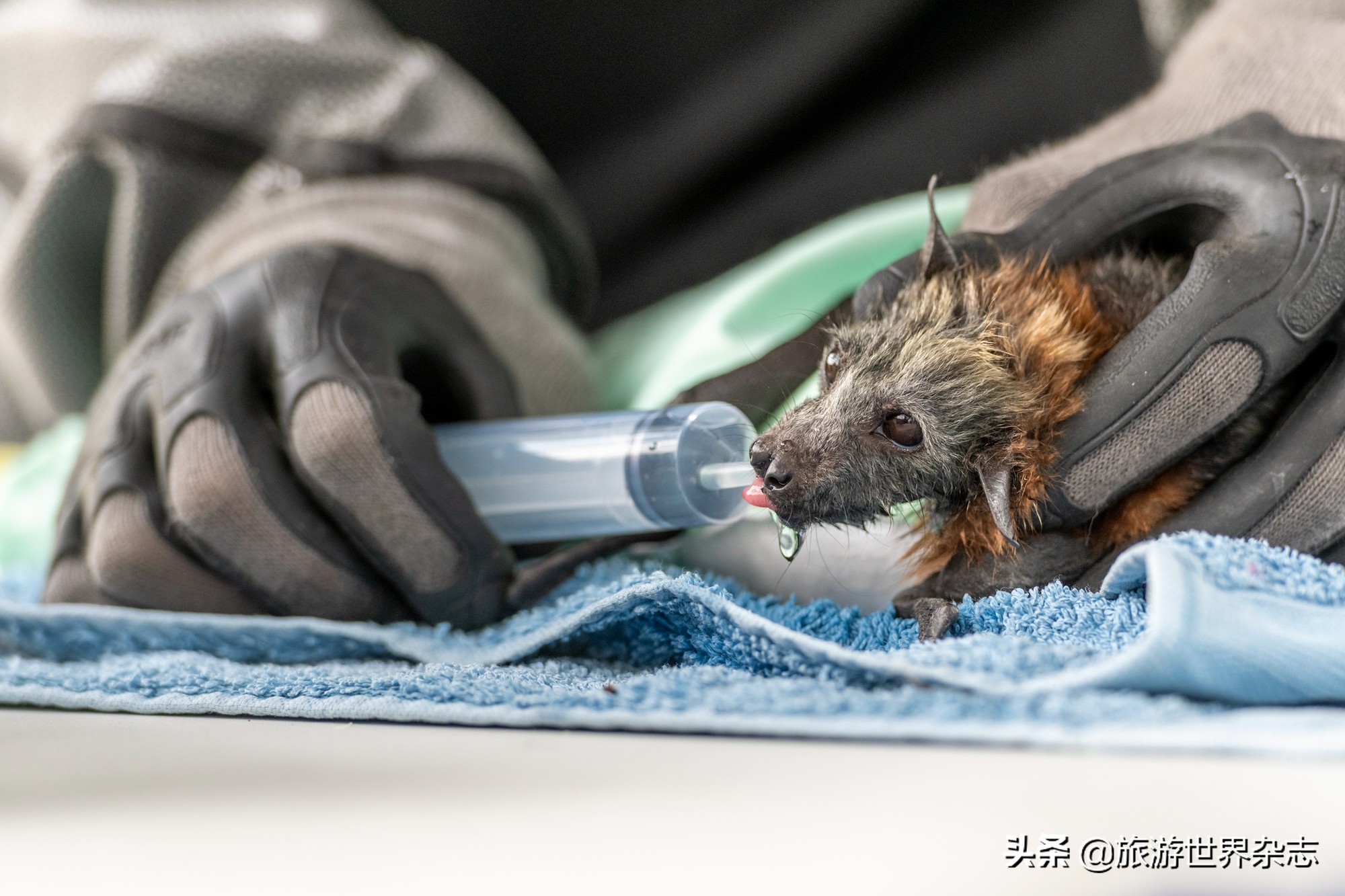 抢救大型野生动物,救助受伤化脓的大野生动物