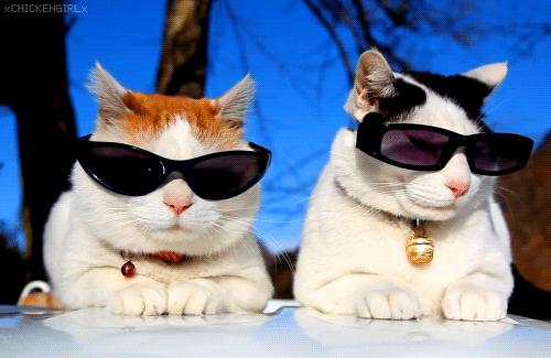 立冬吃什么菜可以补身体,今日立冬进补视频