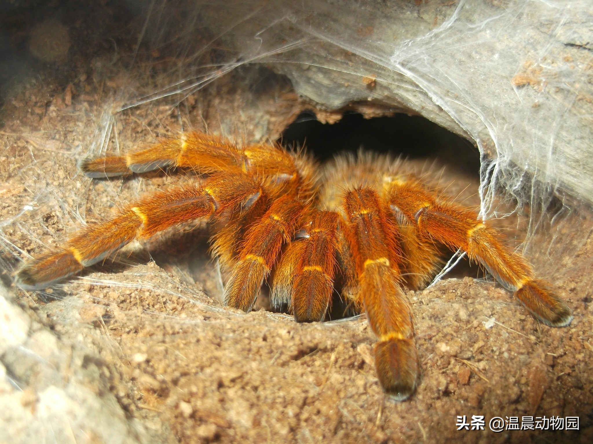 常见捕鸟蛛蜘蛛,捕鸟蛛多大可以繁育