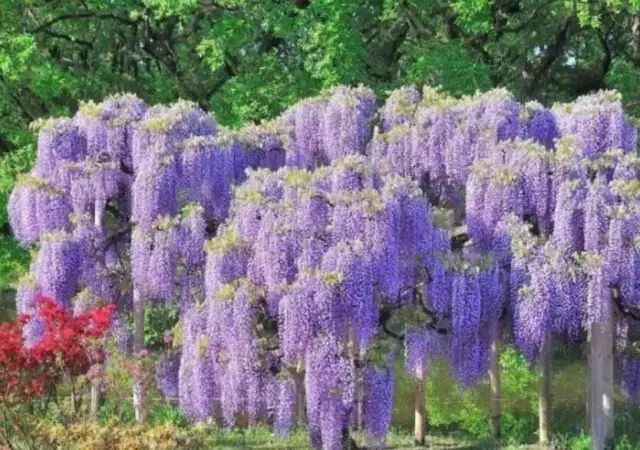 紫藤中最有名的品种叫什么名字,非常好种不需要太阳的紫藤品种