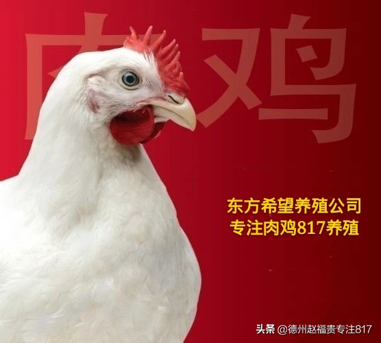 817鸡价格最新行情,817肉杂鸡今日行情