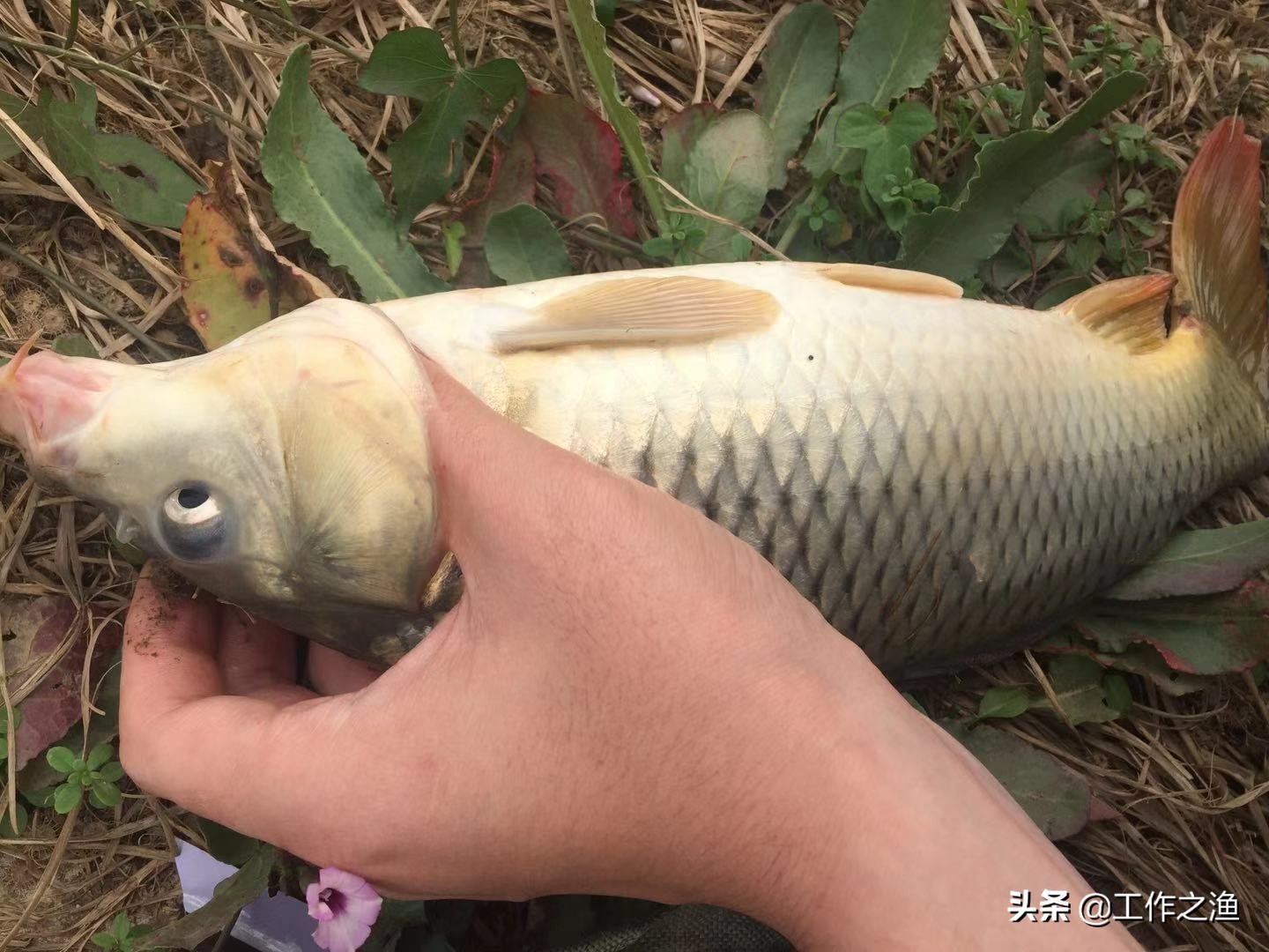 钓鱼先钓离底再钓底,钓鱼钓底有什么需要注意的