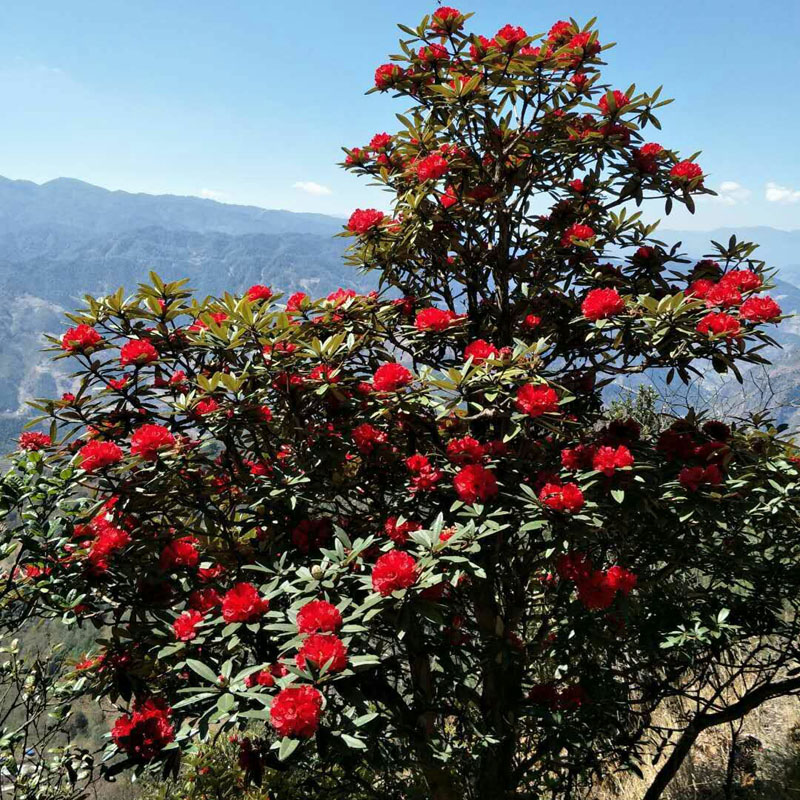 高山杜鹃习性,高山杜鹃花生长环境是什么