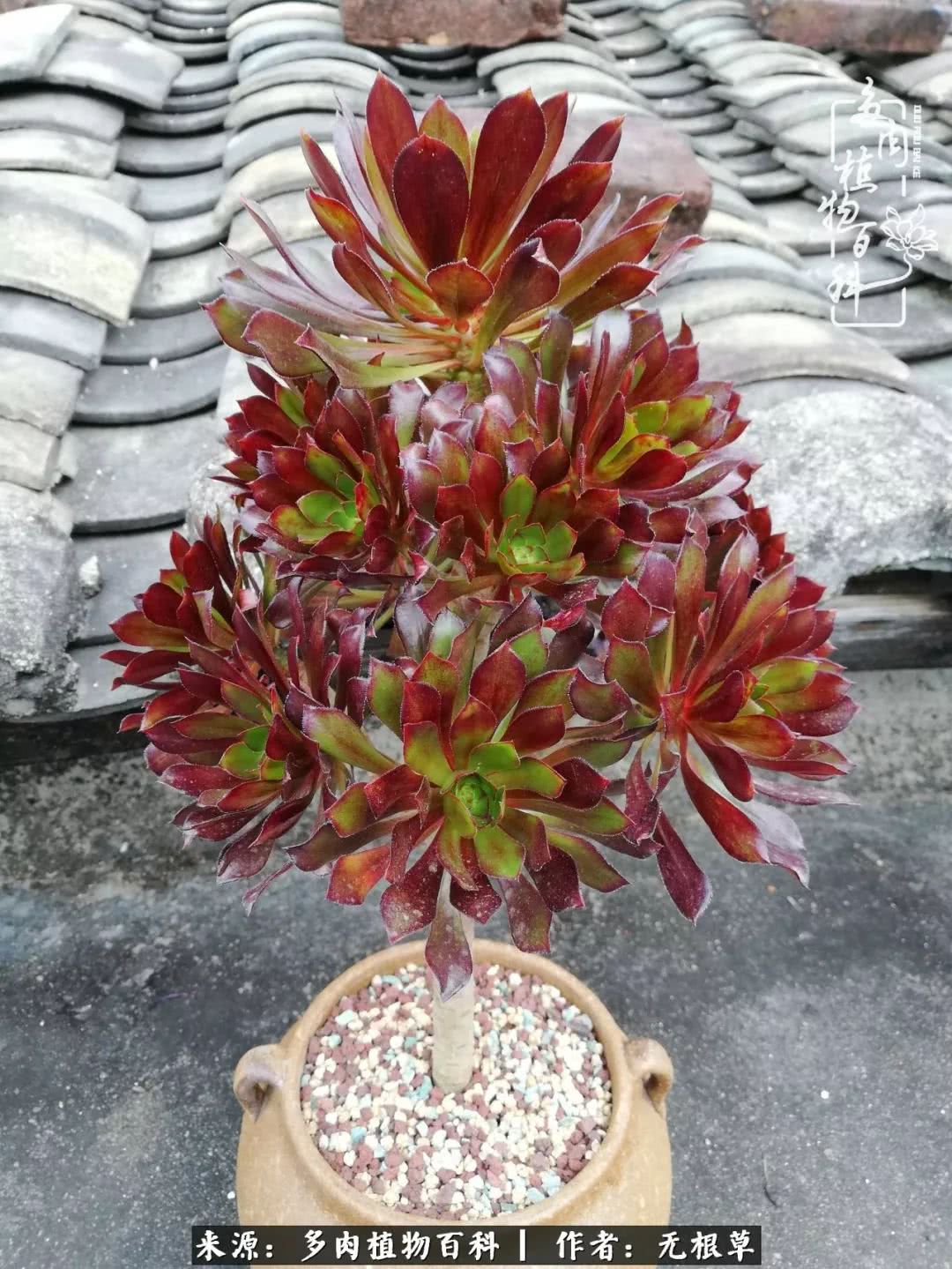 多肉寒冬中茁壮成长,多肉岁月的沉淀