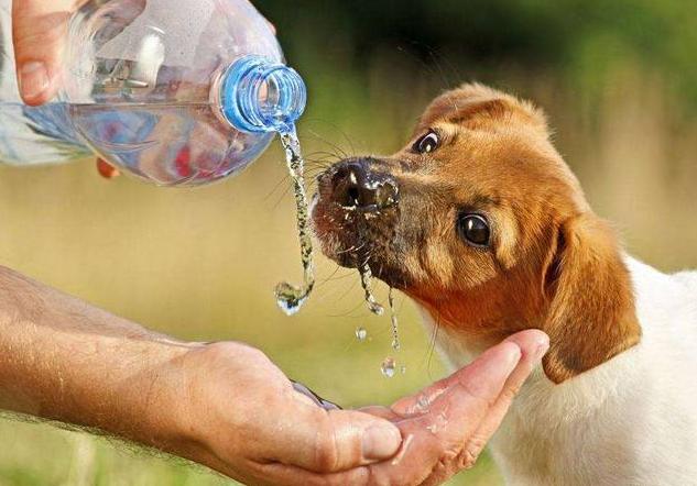 狗狗出现哪6种现象就得了狂犬,夏天狗狗为什么要降温