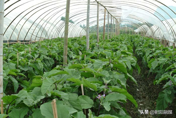 全市唯一！射阳的这个村不简单，再次入选“国字号”名单