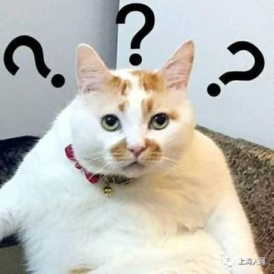 入园体检需要检哪些,上海入园体检都检查什么