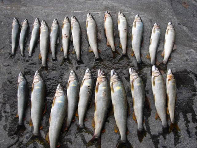 日本人认为最好吃的鱼,日本最好吃的几种鱼