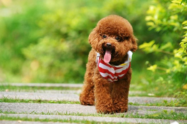 贵宾犬拉稀的原因,贵宾犬拉稀是怎么回事