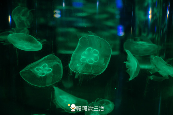 全国唯一真实大海做背景,福建海边这艘“船”里面藏海洋世界!