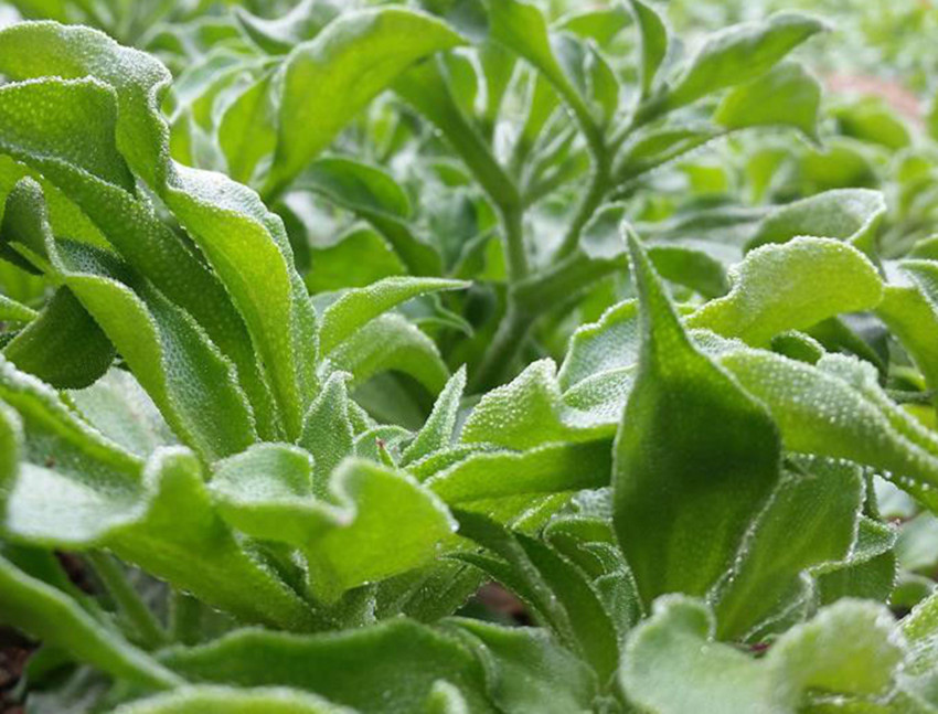 农村种植什么蔬菜能赚钱,农村农作物种什么能赚钱