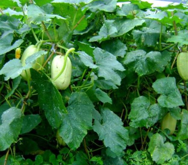 金丝瓜种植技术,露地金丝瓜栽培技术